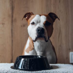 Read more about the article Top 10 Best Dog Treats For Pitbulls- 2024 Edition