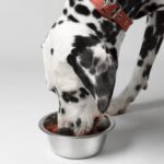 Top 9 Best Dog Food For Dalmatians 2024 Edition