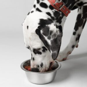 Read more about the article Top 9 Best Dog Food For Dalmatians 2024 Edition