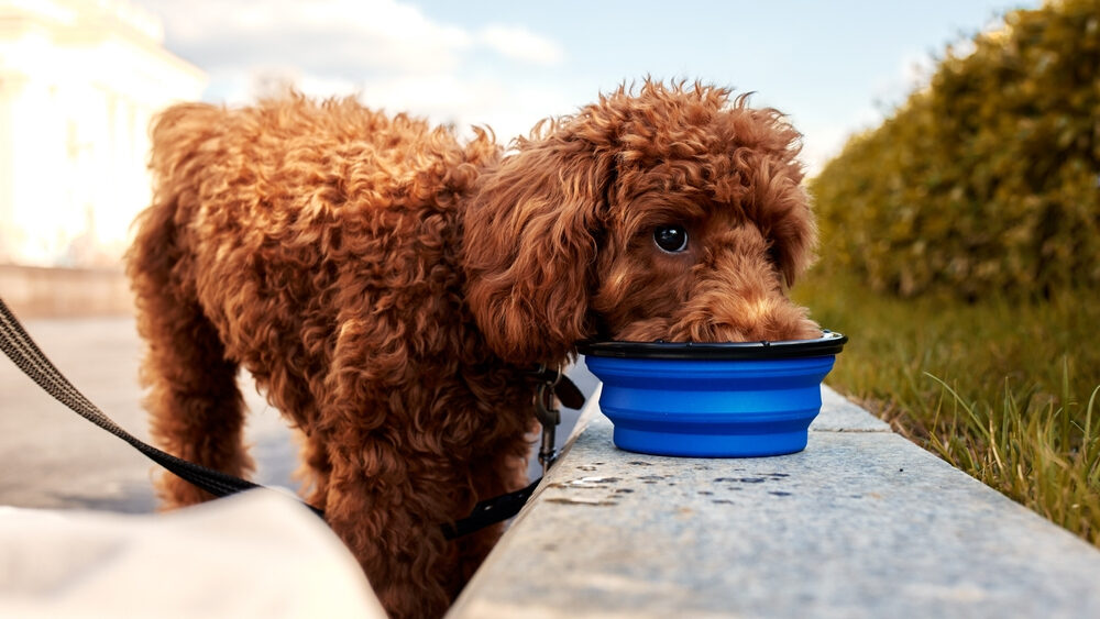 Best Dog Food For Toy Poodles